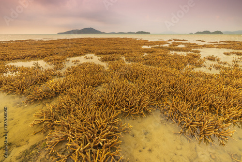 Staghorn coral fields when the tide is low in Phuket province, Thailand. photo
