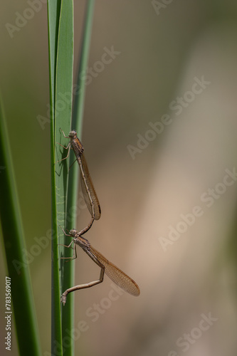 オツネントンボ連結産卵