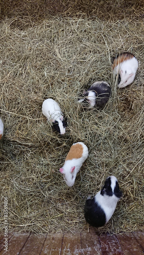 Group of Multicolored Guinea Pigs Enjoying Hay in Their Enclosure