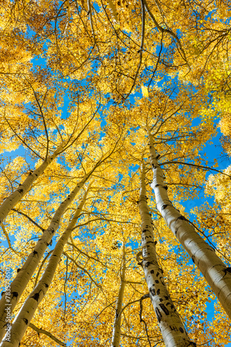 Amazing Fall Color Aspen Colorado