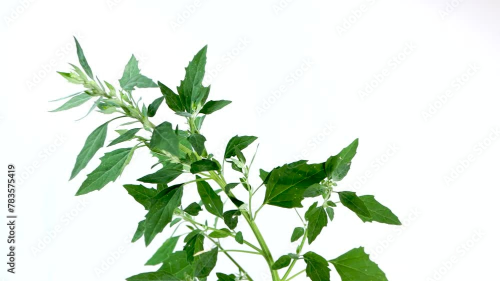 Chenopodium album plant isolated on white background, studio shot, crop image, zoom in Chenopodium album plant isolated on white background, studio shot, crop image, zoom in