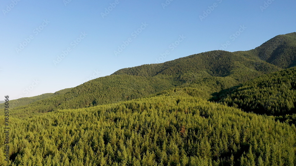 Aerial view of green forest and blue sky. Drone flies forward above the trees.