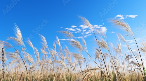 A field of tall grass swaying gently in the breeze under a clear blue sky