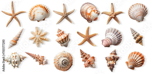 Different Seashells, Coral, and Starfish: Isolated on White Background