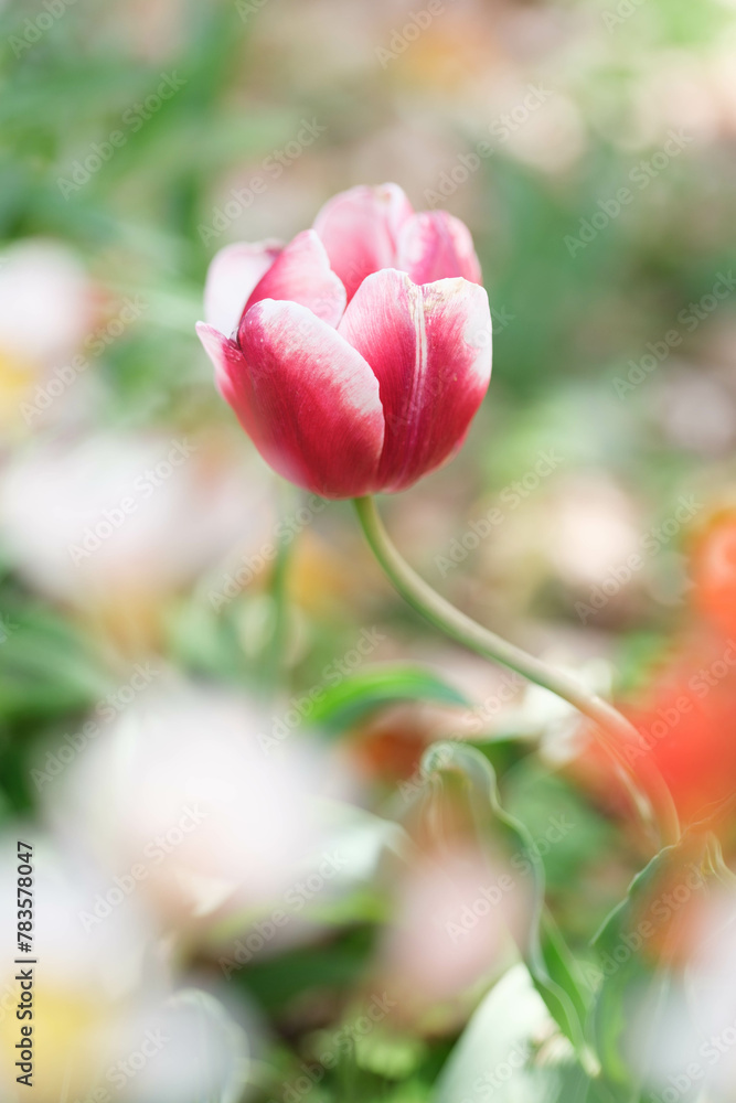 Fototapeta premium 初夏の陽気の4月、庭にチューリップの花が咲く