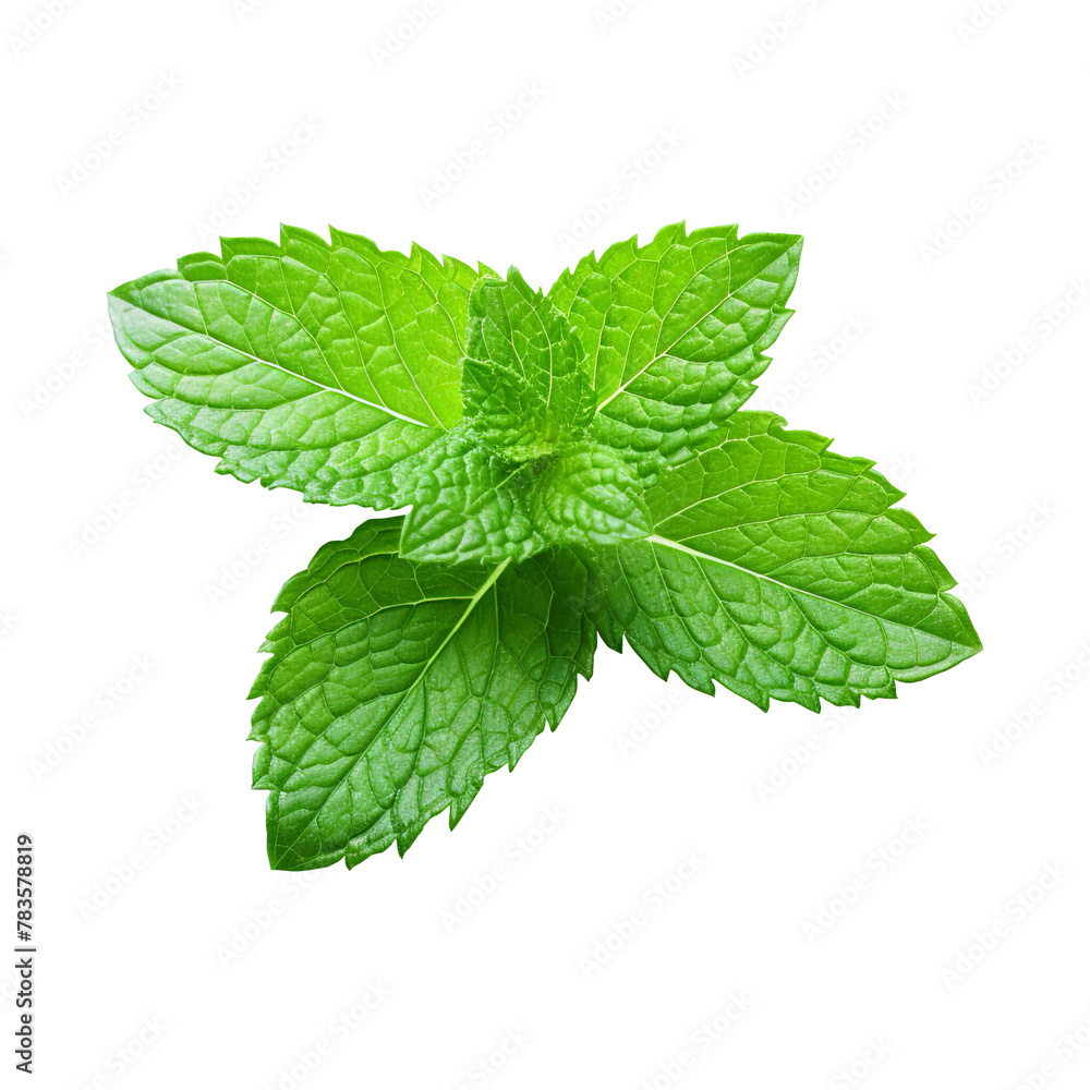 Fresh mint isolated on white background Fresh mint isolated on white background