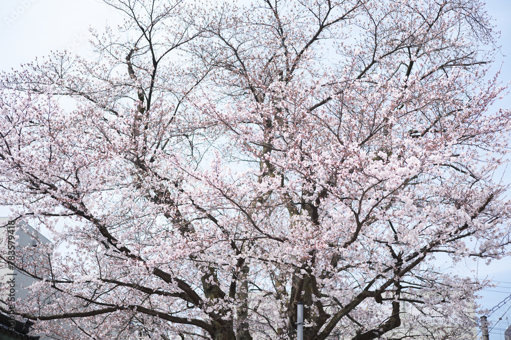Sakura, Kanazawa. Sakura, Kanazawa.