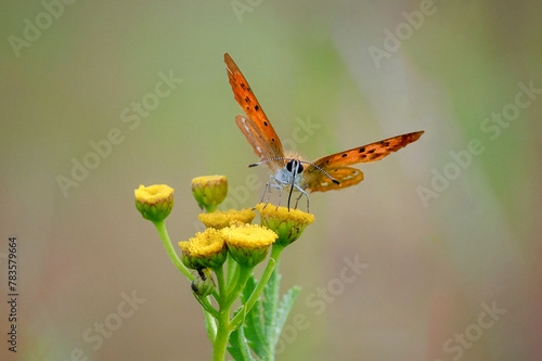 Butterfly (Lycaena virgaureae) - a species of day butterfly from the Lycaenidae familyclose-up photography, Poland