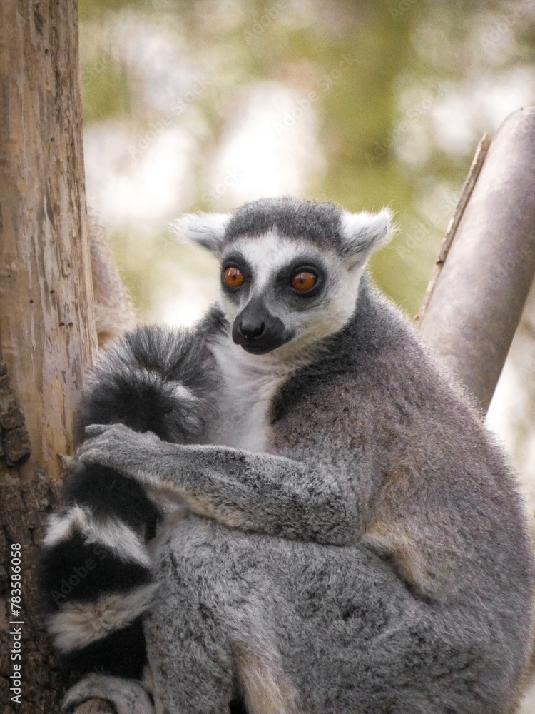 Obraz premium Ring-tailed lemur on a tree