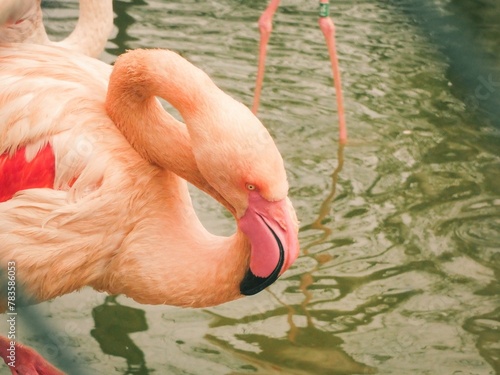 Flamingo in the water photo