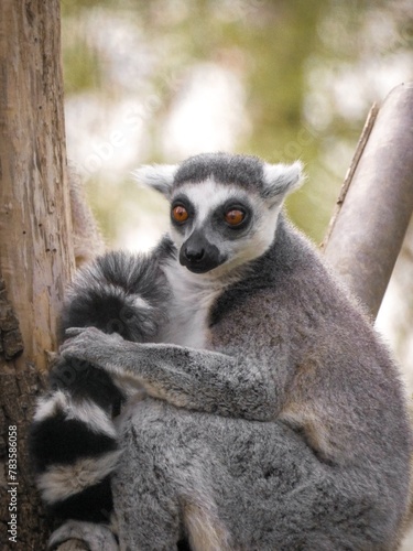 Ring-tailed lemur on a tree