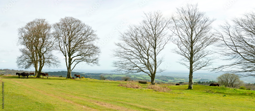 Fototapeta premium Wild ponies at the Seven Sisters copse on Cothelstone Hill, Quantock Hills, Somerset, England
