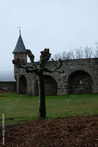 FU 2023-02-18 Siegburg 63 Vor der Mauer steht ein gestutzter Baum photo