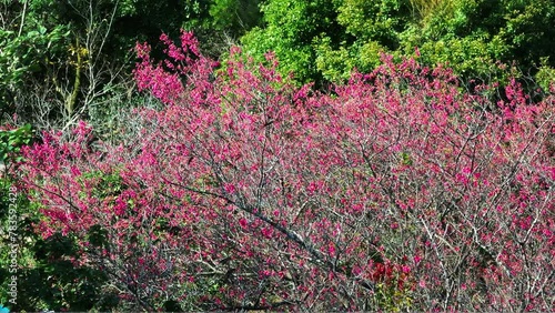 Plum blossoms in Kadoorie Farm photo