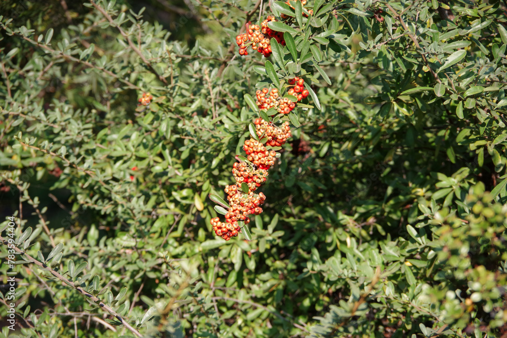 Orange berries on a shrub