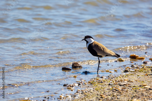 Large bird feeding in its natural environment, Vanellus spinosus,  Spur-winged lapwing photo