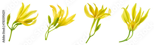 Fresh Ylang-ylang flower isolated on white background photo