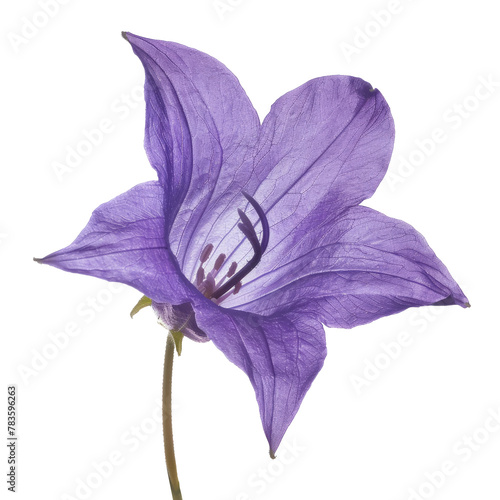 purple bell flower heads, isolated on white background, macro, campanula patula photo