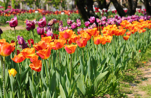 flowered flowerbeds in spring with tulips of many colors for sale in the floriculture farm