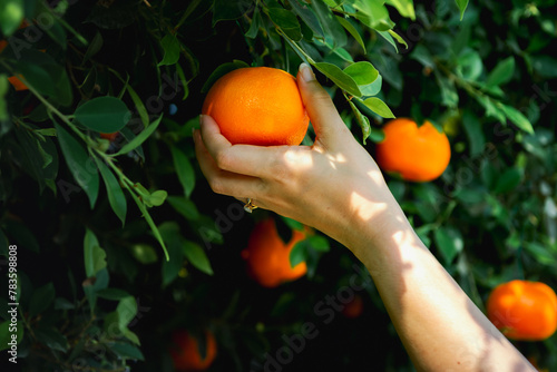 Gardener Oranges fresh in mandarin orange plantation