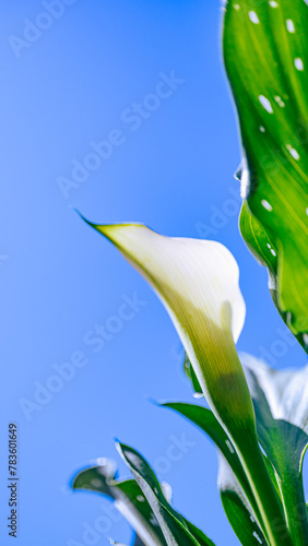 白いカラーの花