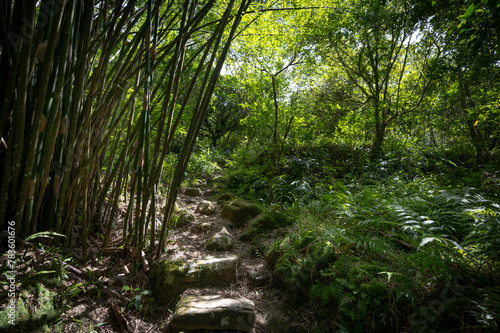 Trail pass by the beautiful bamboos and sunlight shines between leafs  in Bengshankeng historical trail  New Taipei City  Taiwan.