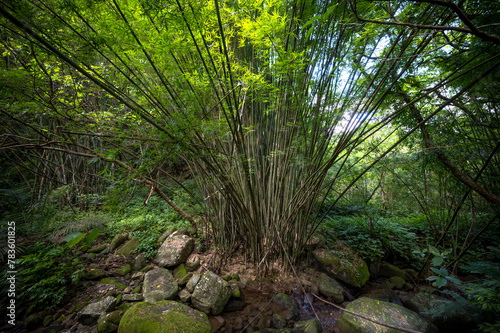 A giant bamboo growing nearby the river  in Bengshankeng historical trail  New Taipei City  Taiwan.