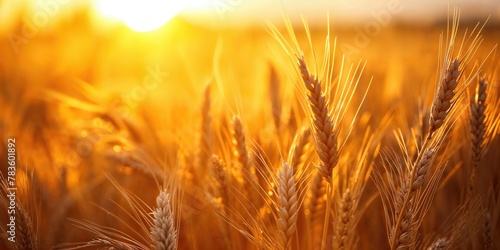 Beautiful Macro close up of Wheat Field at Sunset. Stunning Nature Background. photo
