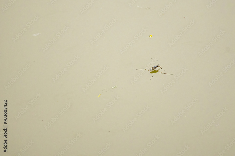 Common water strider floating on the pond. Its scientific name is Aquarius remigis, which is a species of aquatic bug. Common water strider floating on the pond. Its scientific name is Aquarius remigis, which is a species of aquatic bug.