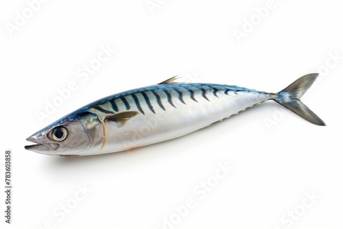 A single mackerel fish, displaying its natural pattern and colors, lies isolated against a pure white backdrop.