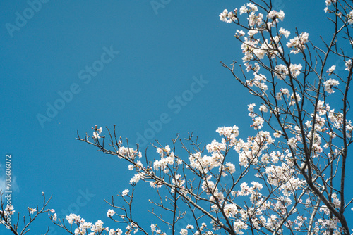 Spring in japan