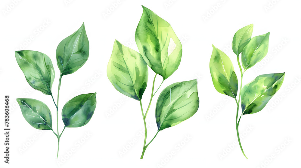Isolated green leaves on a white background, a botanical watercolor illustration with fresh and vibrant elements.