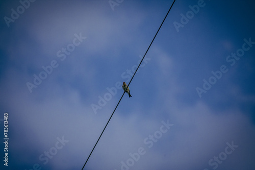 bird in the cable of electricity