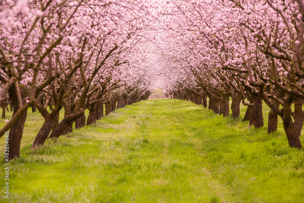 blossoming almond orchard. Beautiful trees with pink flowers blooming in spring in Europe. Almond blossom. blossoming almond orchard. Beautiful trees with pink flowers blooming in spring in Europe. Almond blossom.