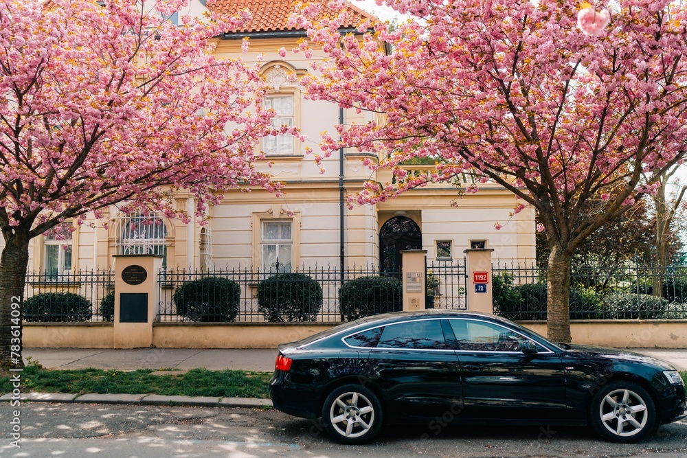 Blooming pink sakura trees on the street in Prague, spring in Vinohrady