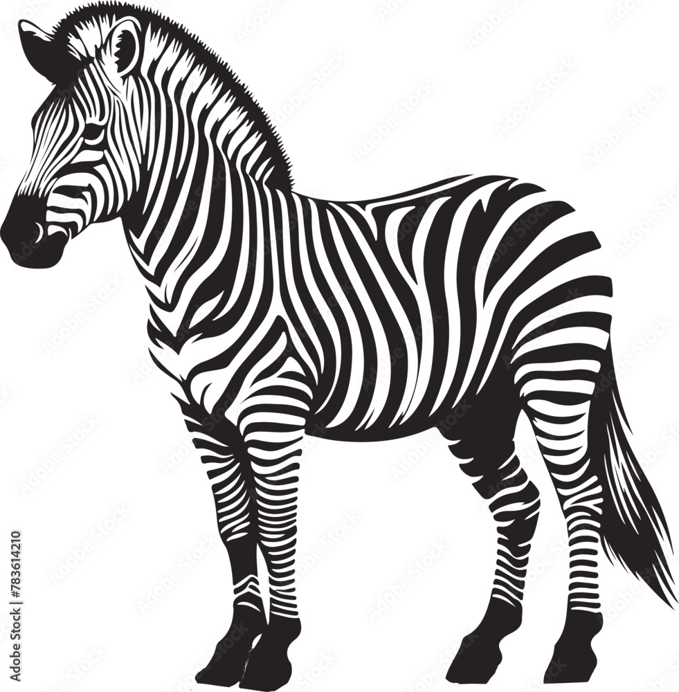 Obraz premium Zebra vector Illustration image