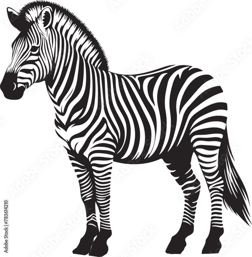 Zebra vector Illustration image
