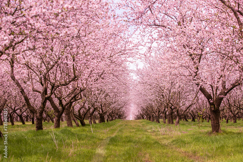 blossoming almond orchard. Beautiful trees with pink flowers blooming in spring in Europe. Almond blossom.