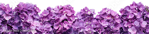 Purple hydrangea bouquet cutout, transparent background.
