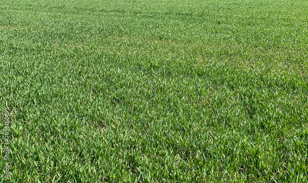 Green Grass Background Green Grass Background