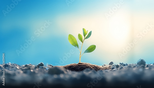 Sprout sprouted on black soil on blue background