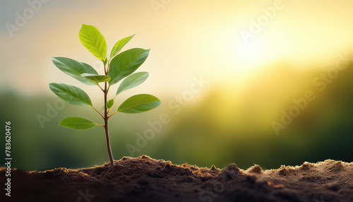 A small sprout grows from the soil photo