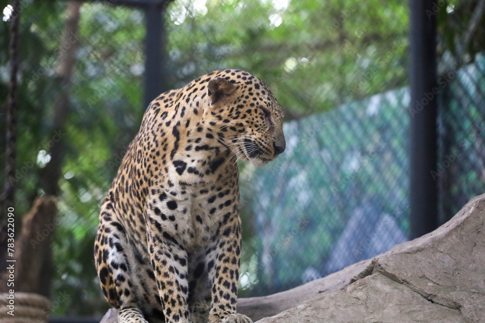 The leopard tiger is cute and speed wildanimal in zoology. The leopard tiger is cute and speed wildanimal in zoology.