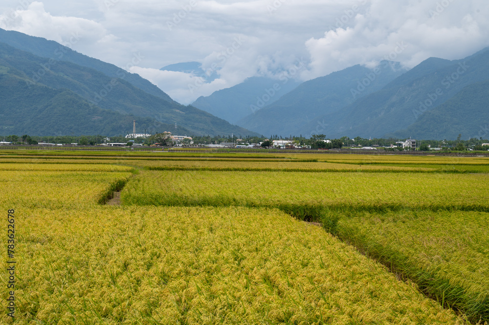 Rice field growing nearby the foot of mountain, in Chishang, Taitung, Taiwan.