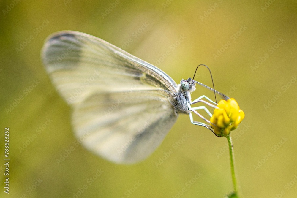 Naklejka premium Closeup of a wood white butterfly on a yellow flower in a field