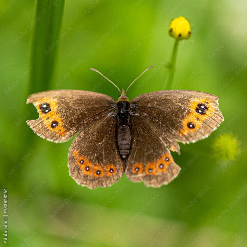 Closeup of a scotch argus butterfly in a field under the sunlight Closeup of a scotch argus butterfly in a field under the sunlight