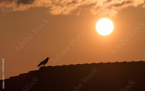 Closeup of a silhouette of a bird perched on a rooftop at sunset