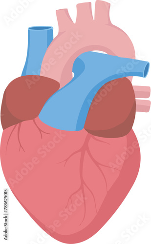 Vertical vector illustration of an anatomical human heart isolated on a white background