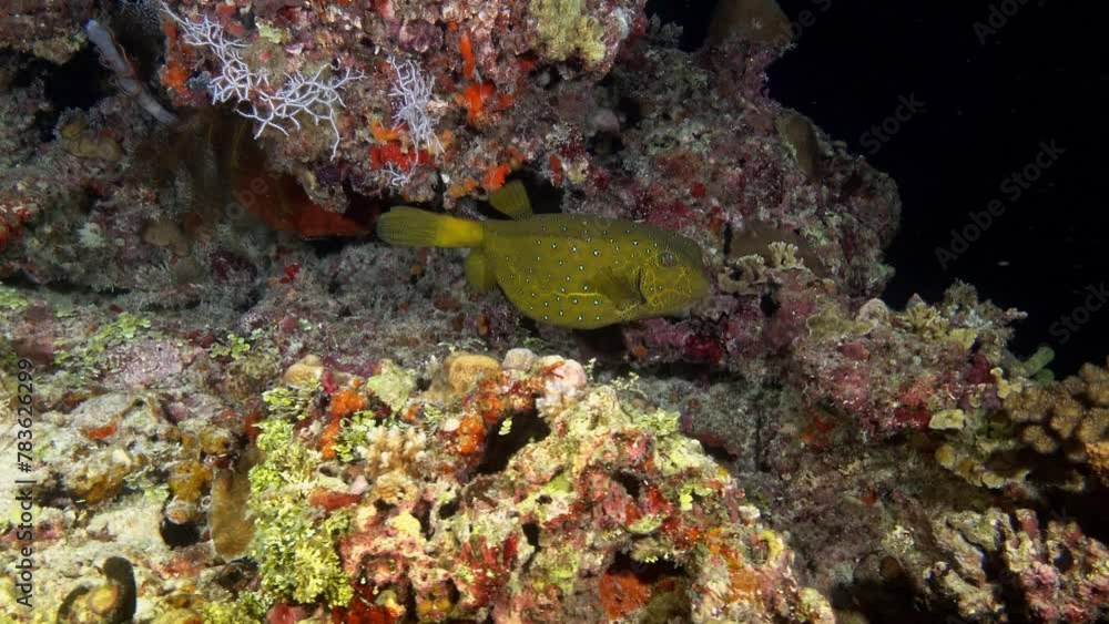 Ocean life - Cofferfish in a coral reef - Night scuba diving Ocean life - Cofferfish in a coral reef - Night scuba diving