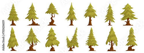 Set of forest trees pine, green tall spruce, European spruce, evergreen conifer. Interesting shaped pine tree, flat cartoon vector.